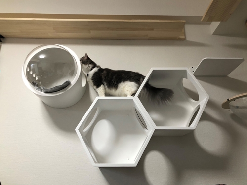 壁➡キャットウォーク
